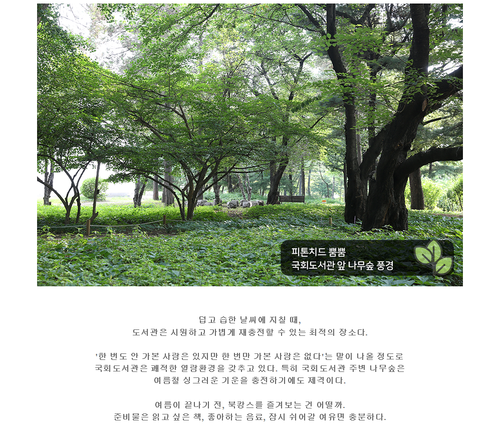 피톤치드 뿜뿜 국회도서관 앞 나무숲 풍경