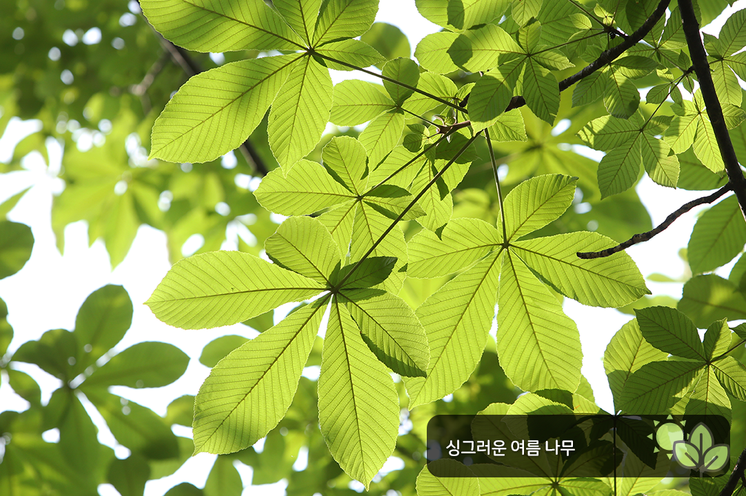 싱그러운 여름 나무