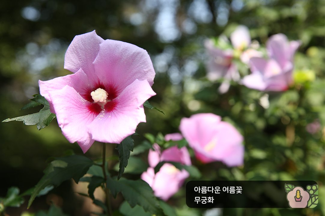 아름다운 여름꽃 무궁화