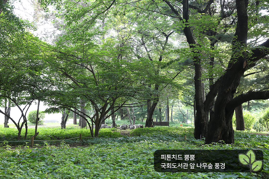 피톤치드 뿜뿜 국회도서관 앞 나무숲 풍경