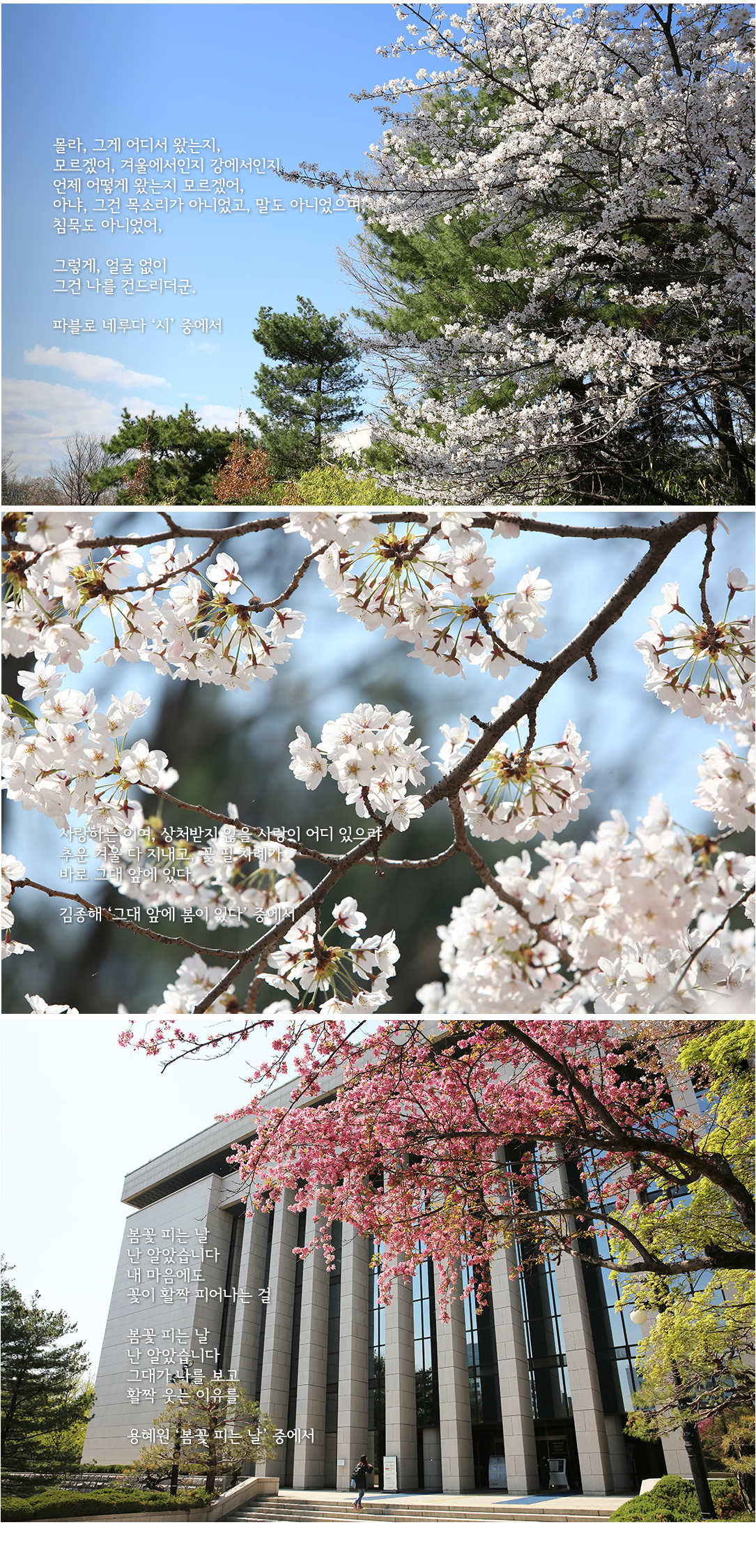 봄, 꽃 그리고 시가 있는 국회도서관