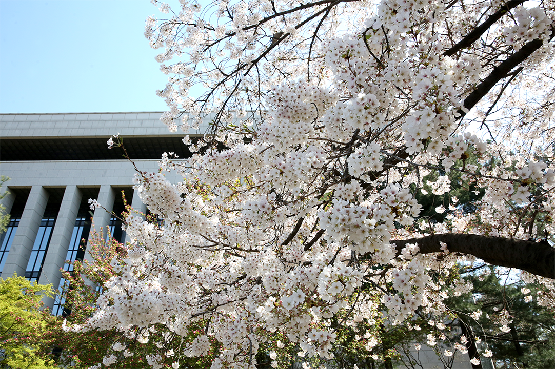 봄, 꽃 그리고 시가 있는 국회도서관