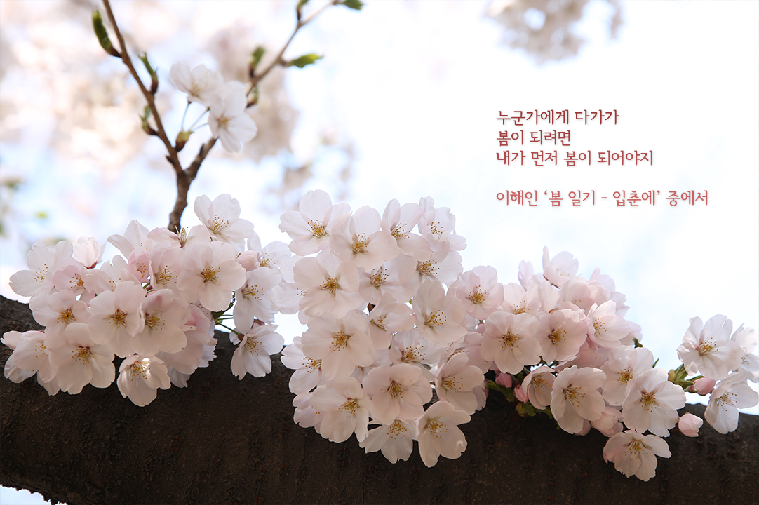 봄, 꽃 그리고 시가 있는 국회도서관