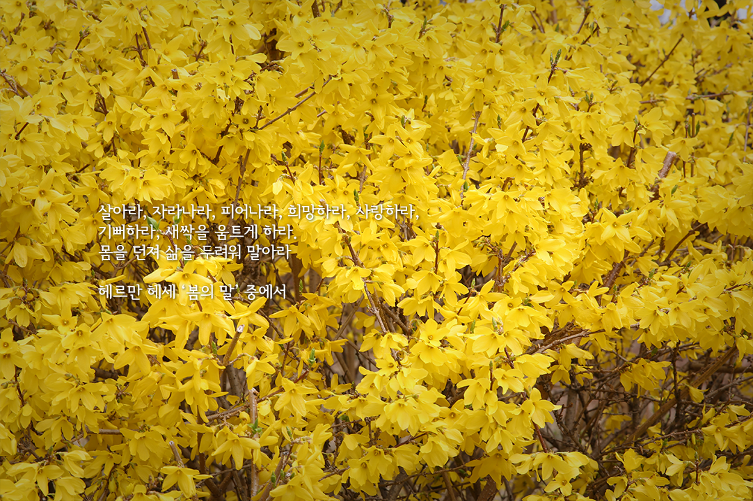 봄, 꽃 그리고 시가 있는 국회도서관
