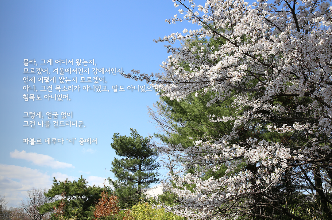 봄, 꽃 그리고 시가 있는 국회도서관