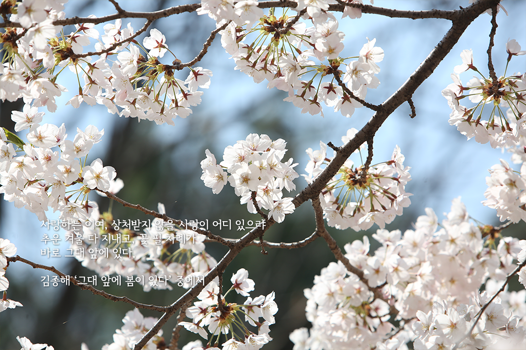 봄, 꽃 그리고 시가 있는 국회도서관